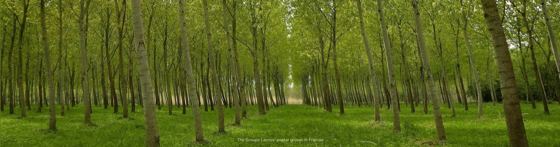 Poplar groves in France 